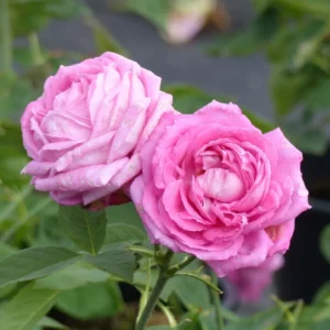 Rosier Ancien Mrs John Laing
