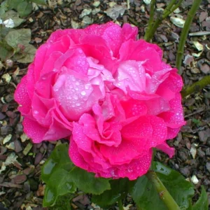 Rosier Ancien Paul Neyron