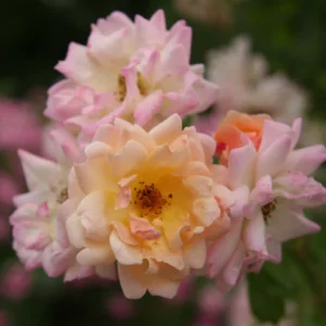 Rosier Ancien Phyllis Bide