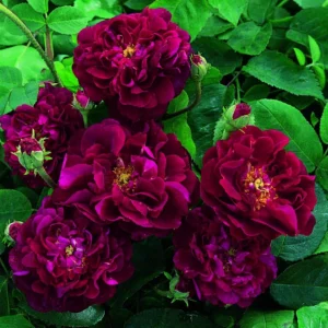 Rosier Ancien Tuscany Superb