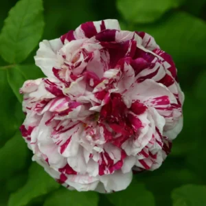 Rosier Ancien Variegata Di Bologna