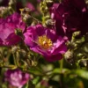 Rosier Arbustif Violet Hood