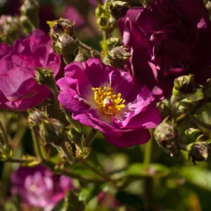 Rosier Arbustif Violet Hood