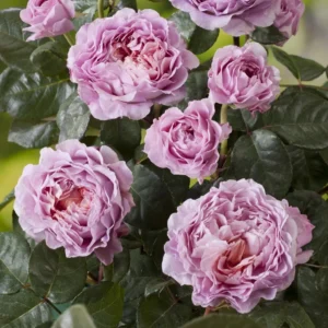 Rosier Buisson Eisvogel