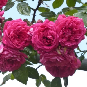 Rosier Grimpant Laguna