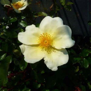 Rosier Grimpant Mermaid