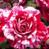 Rosier Grimpant Pirate