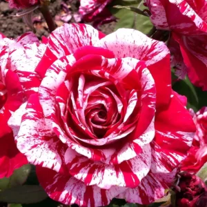 Rosier Grimpant Pirate