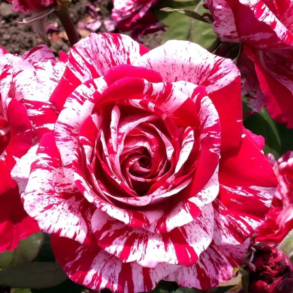 Rosier Grimpant Pirate
