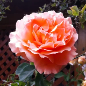 Rosier Grimpant Polka