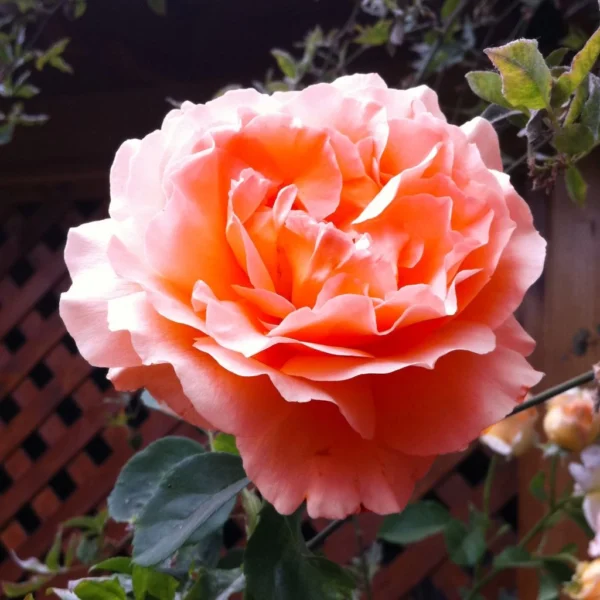 Rosier Grimpant Polka