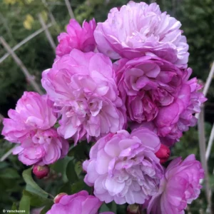 Rosier Grimpant Siluetta Lavender