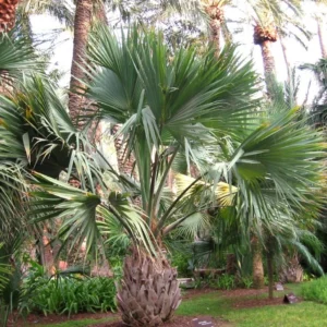 Sabal Maritima – Palmier éventail De Cuba