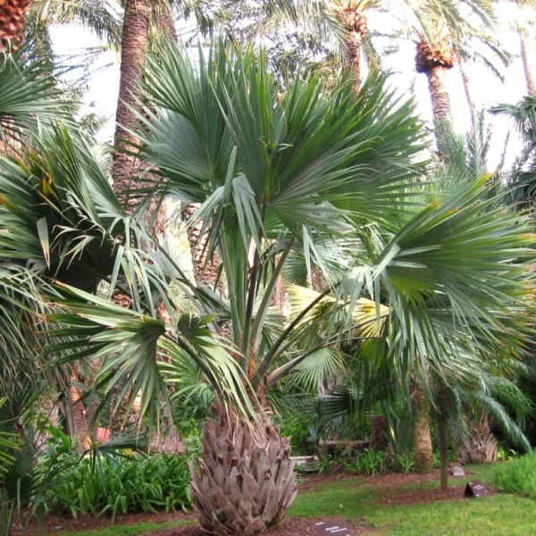 Sabal Maritima – Palmier éventail De Cuba