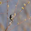 Saule – Salix Acutifolia Blue Streak