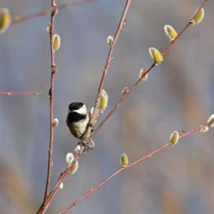 Saule – Salix Acutifolia Blue Streak