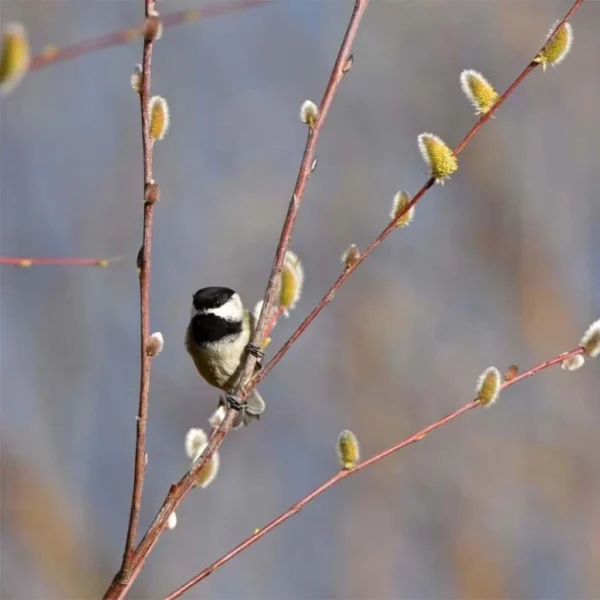 Saule – Salix Acutifolia Blue Streak