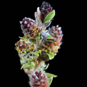 Salix Subopposita – Saule Nain