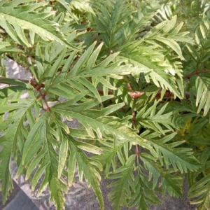 Sureau à Grappes – Sambucus Racemosa Sutherland Gold
