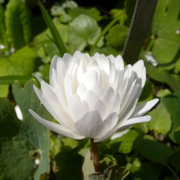 Sanguinaria Canadensis Flore Pleno – Sanguinaire