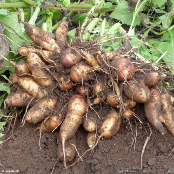 Smallanthus Sonchifolius Red Yacon – Poire De Terre