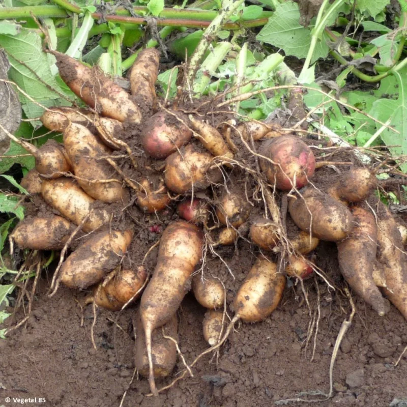 Yacon Red - tubercule sucré à planter