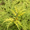 Sureau à Grappes – Sambucus Racemosa Golden Lace