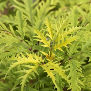 Sureau à Grappes – Sambucus Racemosa Golden Lace