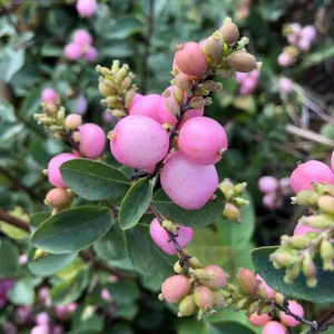 Symphorine – Symphoricarpos Doorenbosii Amethyst