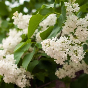 Lilas Commun – Syringa Vulgaris Comtesse D’harcourt