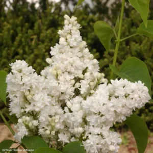 Lilas – Syringa Vulgaris Dentelle D’Anjou