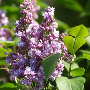 Lilas – Syringa Vulgaris Michel Buchner