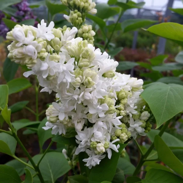 Lilas – Syringa Vulgaris Madame Lemoine