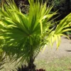 Thrinax Radiata – Palmier Balai De Floride