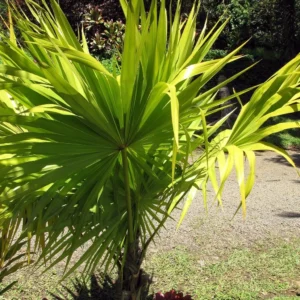 Thrinax Radiata – Palmier Balai De Floride