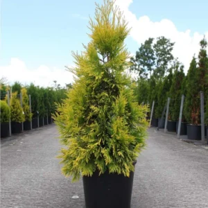 Thuya Géant – Thuja Plicata 4 Ever Goldy