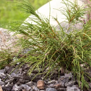 Thuya Géant – Thuja Plicata Whipcord