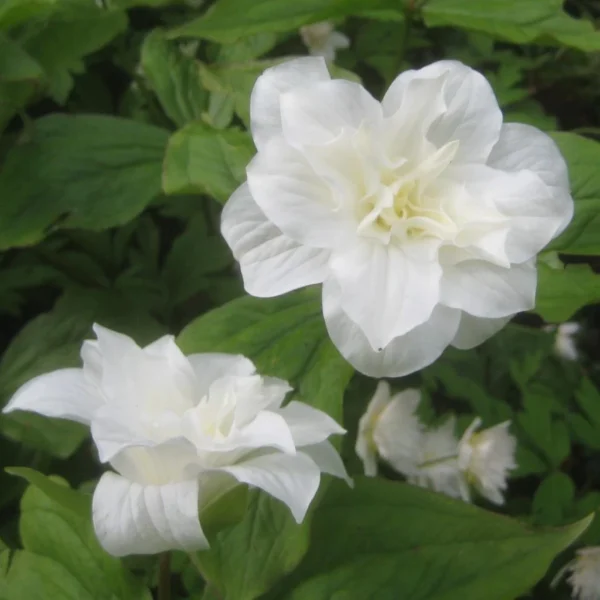 Trillium Grandiflorum Flore Pleno – Trille Blanc à Fleurs Doubles