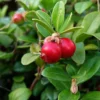 Canneberge – Cranberry – Vaccinium Macrocarpon