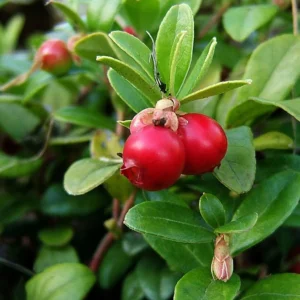 Canneberge – Cranberry – Vaccinium Macrocarpon