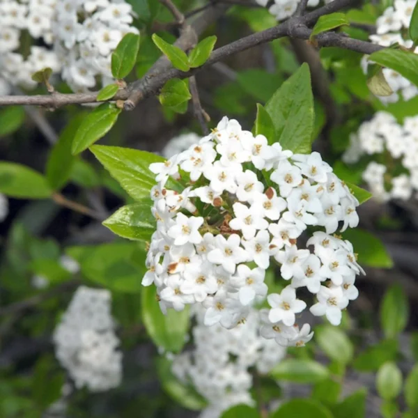 Viburnum Burkwoodii – Viorne De Burkwood