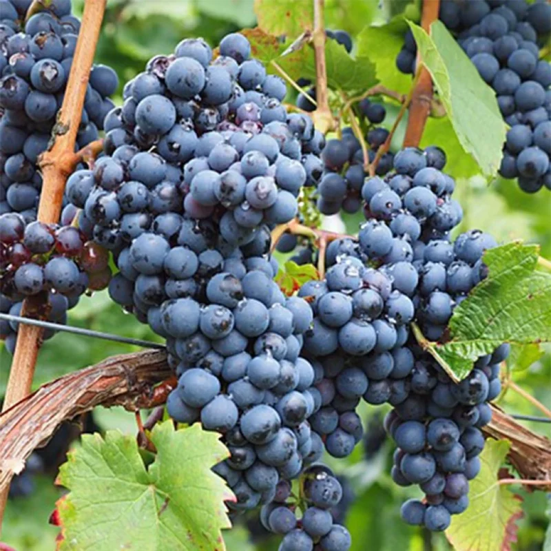 Vigne Ampelia Aladin, grappes en maturation