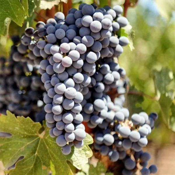 Vigne Cabernet Sauvignon – Vitis Vinifera