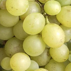 Vigne Dattier De Beyrouth