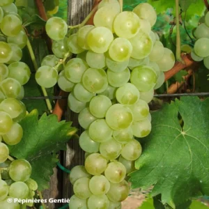 Vigne Muscat Petits Grains
