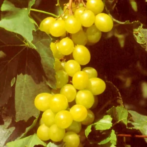 Vigne Muscat D’Alexandrie