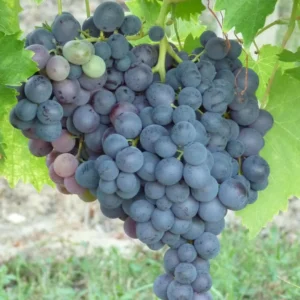 Vigne Muscat De Hambourg