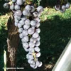 Vigne Noir Hâtif De Marseille