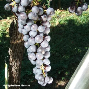 Vigne Noir Hâtif De Marseille