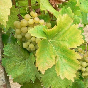 Vigne Perle De Csaba